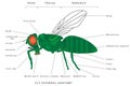 Anatomy of a fly Royalty Free Stock Photo